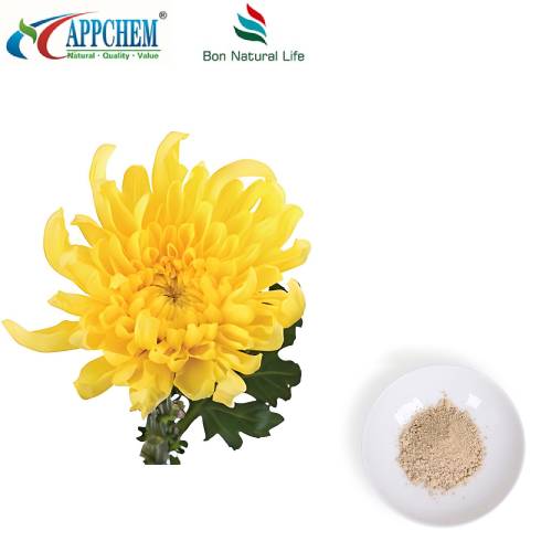 Flos Chrysanthemi extraktpulver