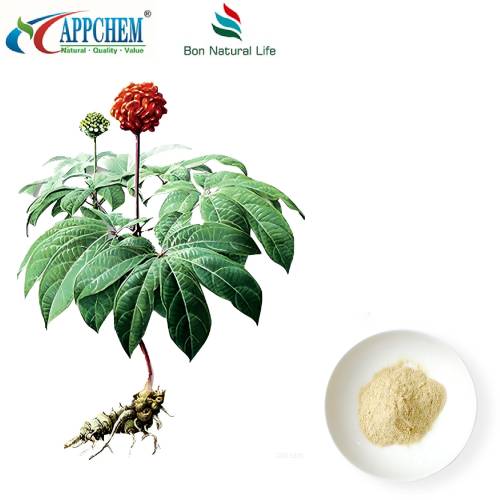 Notoginseng Radix Et Rhizoma extrakt