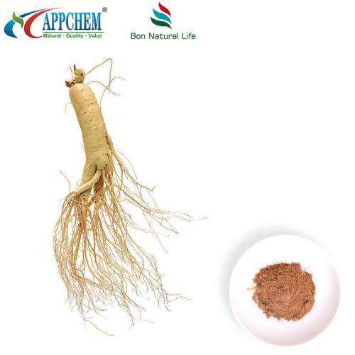 Panax ginsengextraktpulver