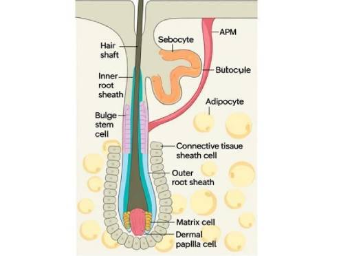 hair follicle