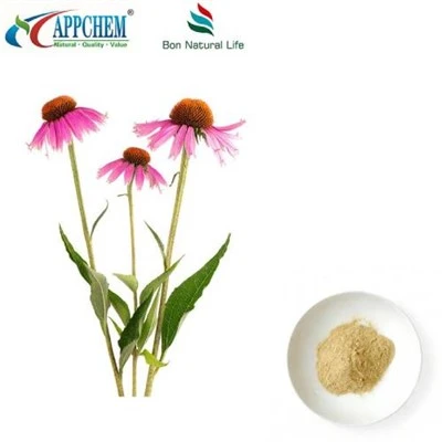 Echinacea Purpurea extraktpulver