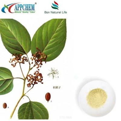 Hovenia Dulcis extraktpulver